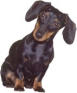 dachshund