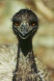 emu