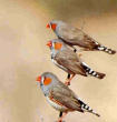 finches