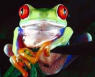 cute tree frog