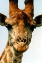 giraffe