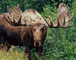 moose