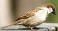 house sparrow