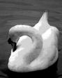 swan