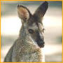 wallaby